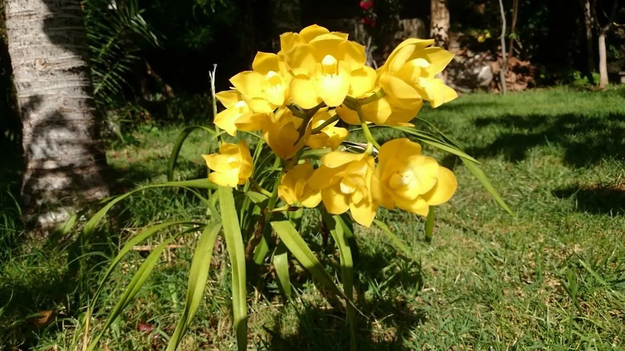 Casa La Moringa Bed and Breakfast Los Silos Bed & Breakfast